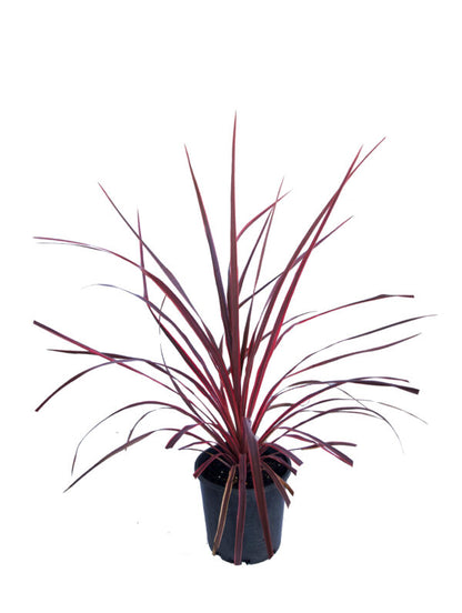 Cordyline 'Salsa'