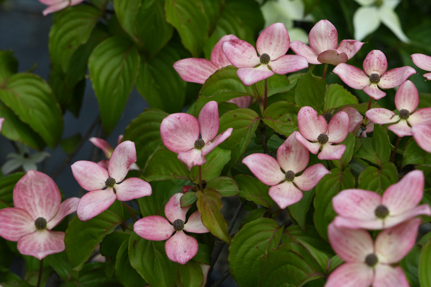 Cornus 'Radiant Rose'