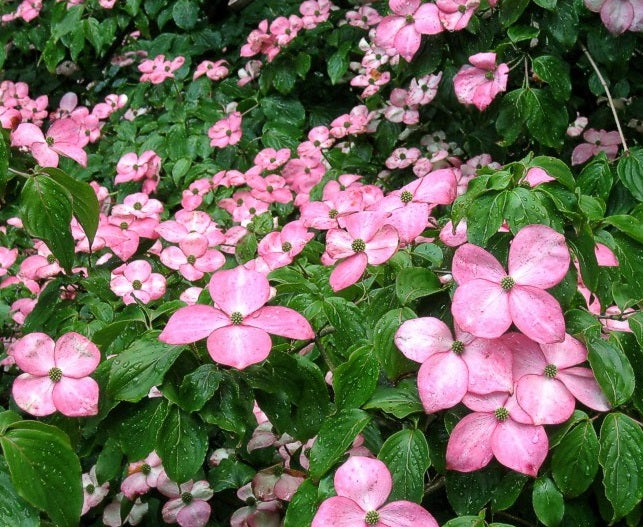 Cornus 'Satomi'