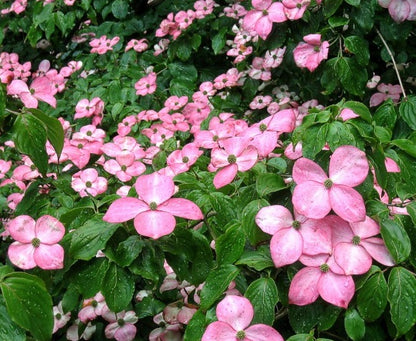 Cornus 'Satomi'