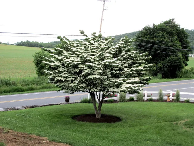 Cornus 'Kousa'