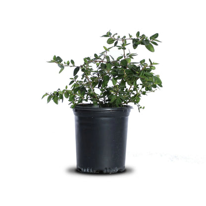 Correa 'Carmine Bells'