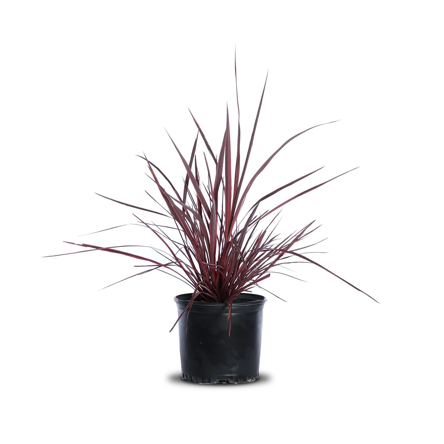 Cordyline "Electric pink