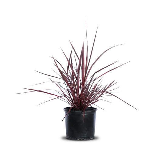 Cordyline "Electric pink