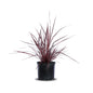 Cordyline "Electric pink