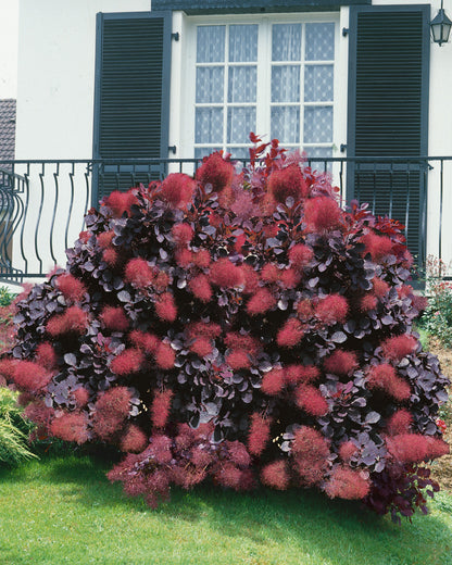 Cotinus 'Royal Purple'