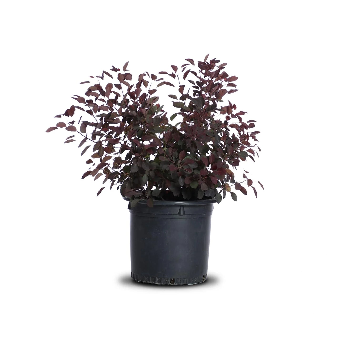 Cotinus 'Royal Purple'