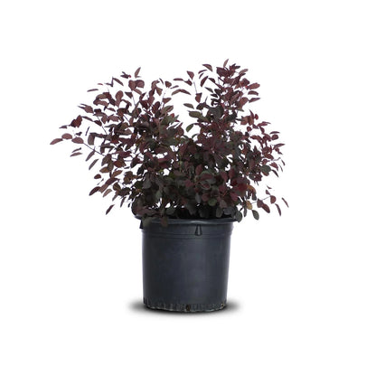 Cotinus 'Royal Purple'