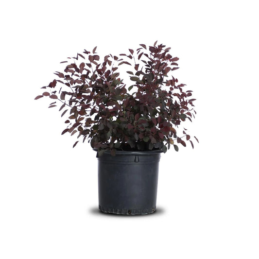 Cotinus 'Royal Purple'