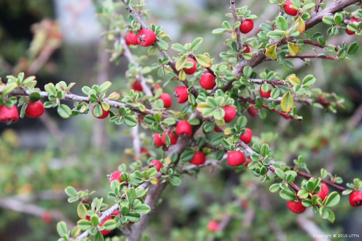 Cotoneaster 'Coral Beauty'