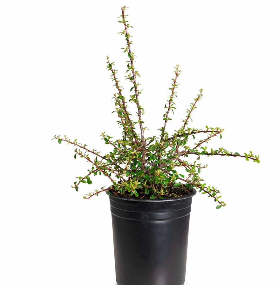 Cotoneaster dammeri 'Lowfast'