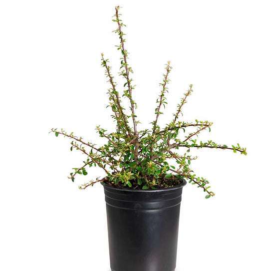 Cotoneaster dammeri 'Lowfast'