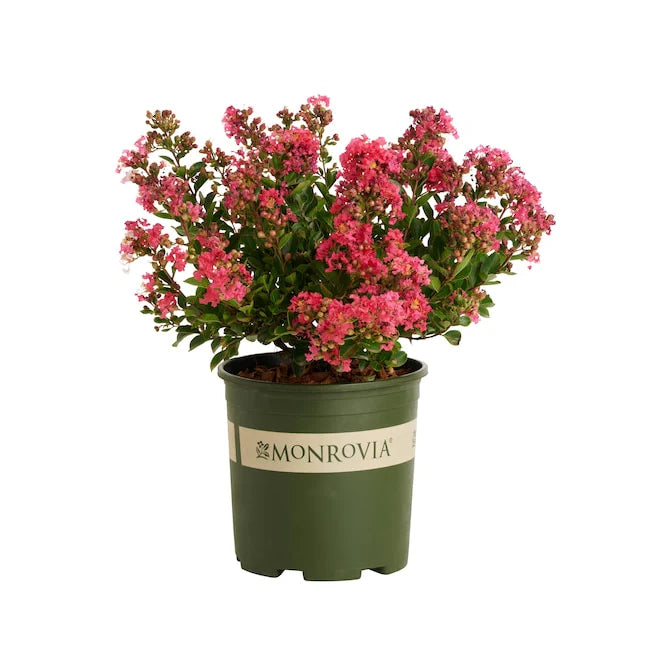 Crepe Myrtle "Centennial Spirit" Multi Trunk