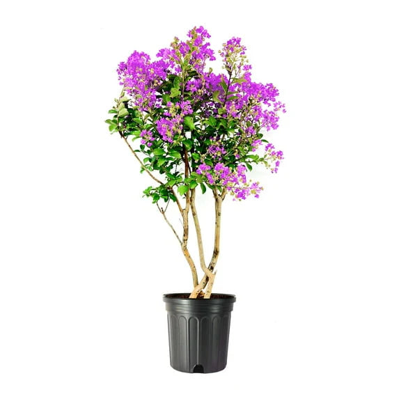 Crepe Myrtle "Catawba"