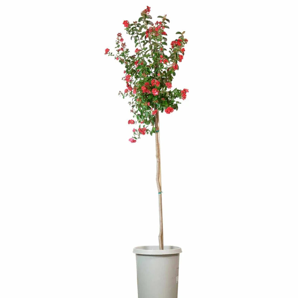 Potted plant with red flowers on a white background