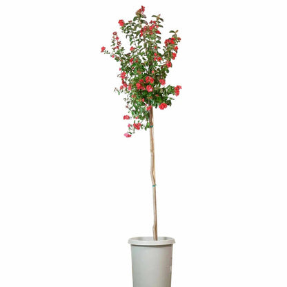Potted plant with red flowers on a white background