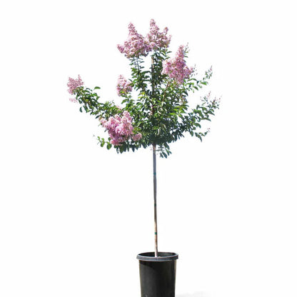 Potted tree with pink flowers on a white background