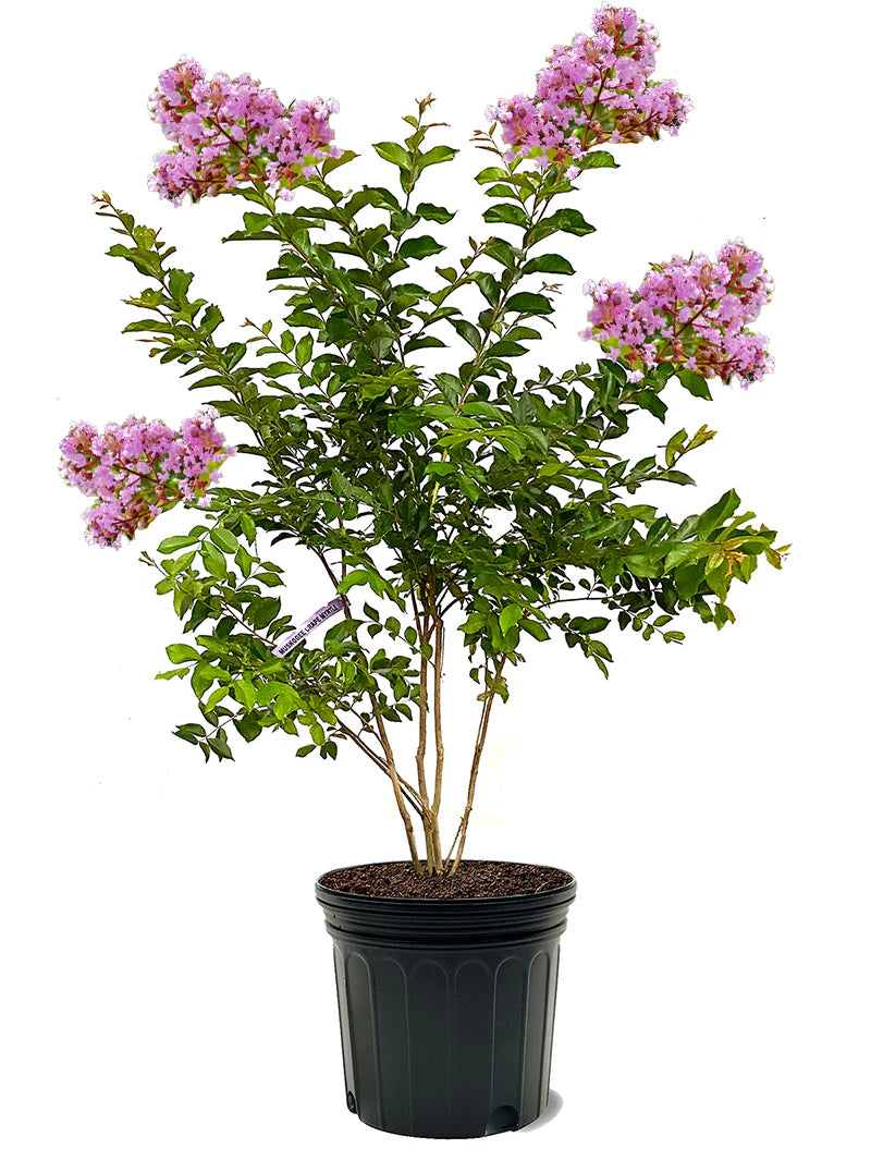 Crepe Myrtle 'Muskogee'