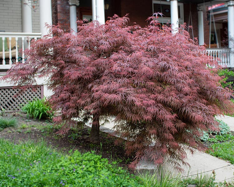 Japanese Maple "Crimson Queen"
