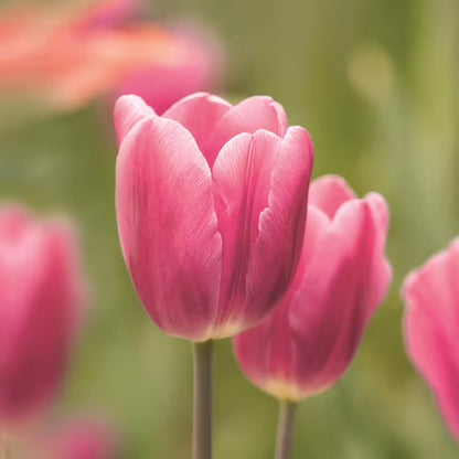 Tulip Early Glory Bulbs