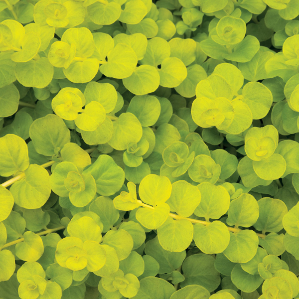 Lysimachia Green