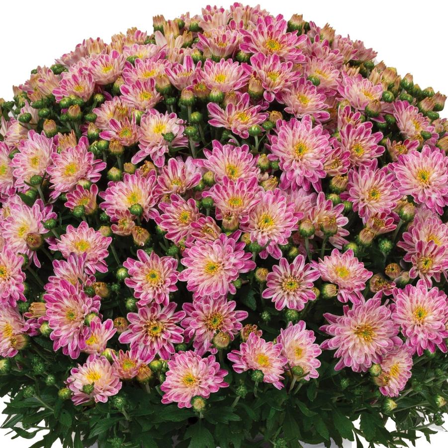Mum Peppermint Passion