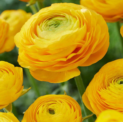Yellow Persian Buttercups Ranunculus Bulbs