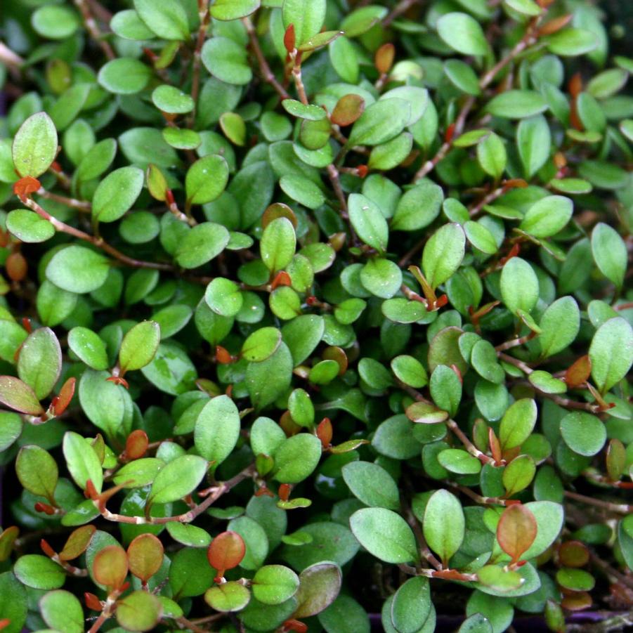 Muehlenbeckia Axillaris