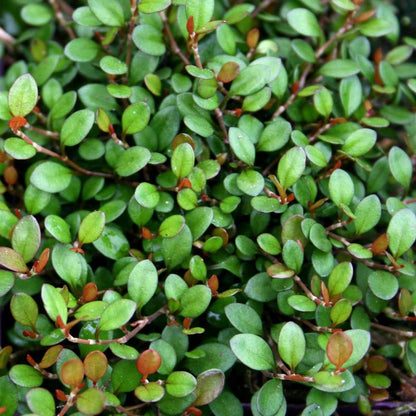 Muehlenbeckia Axillaris