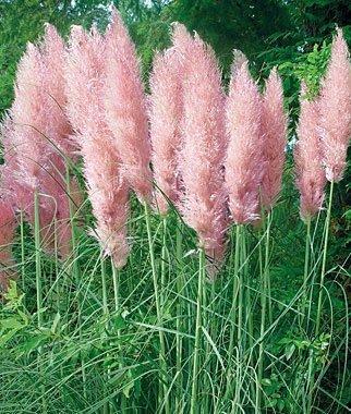 Cortaderia 'Rosea'