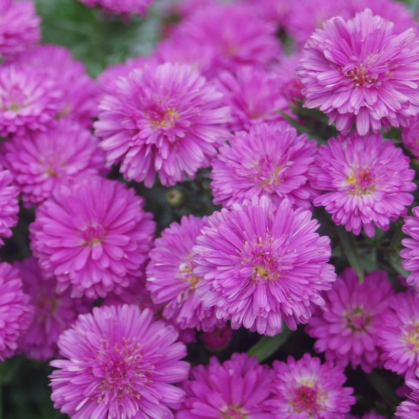Aster Henry III Pink