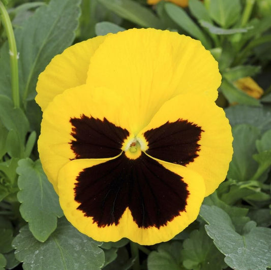 4" Pot Yellow Blotch Pansy