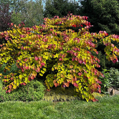 Cercis "Flame Thrower"