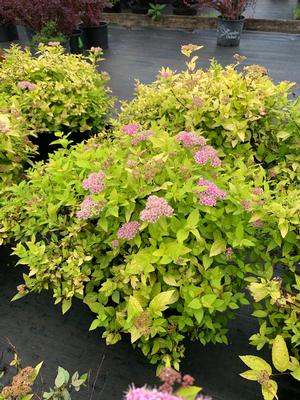Spirea Limemound