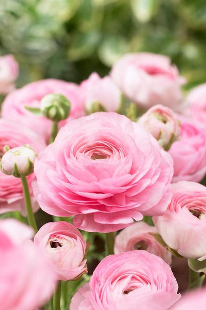 Pink Persian Buttercups Ranunculus Bulbs