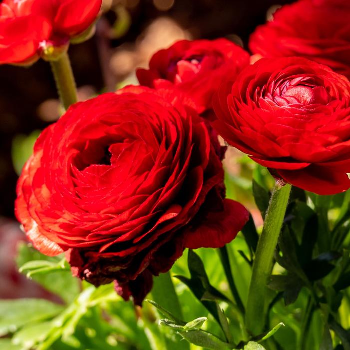 Red Persian Buttercups Ranunculus Bulb