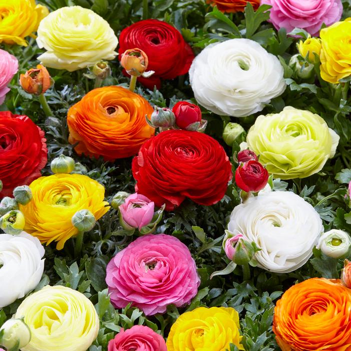 Mixture Persian Buttercups Ranunculus Bulbs