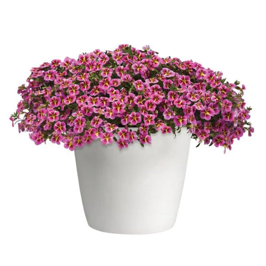 Calibrachoa "Pink Hawaii"
