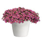 Calibrachoa "Pink Hawaii"