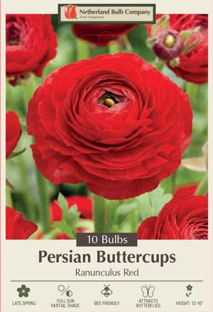 Red Persian Buttercups Ranunculus Bulb