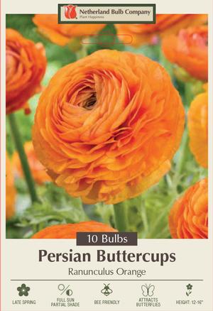 Orange Persian Buttercups Ranunculus Bulb