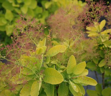 Cotinus 'Golden Spirit'