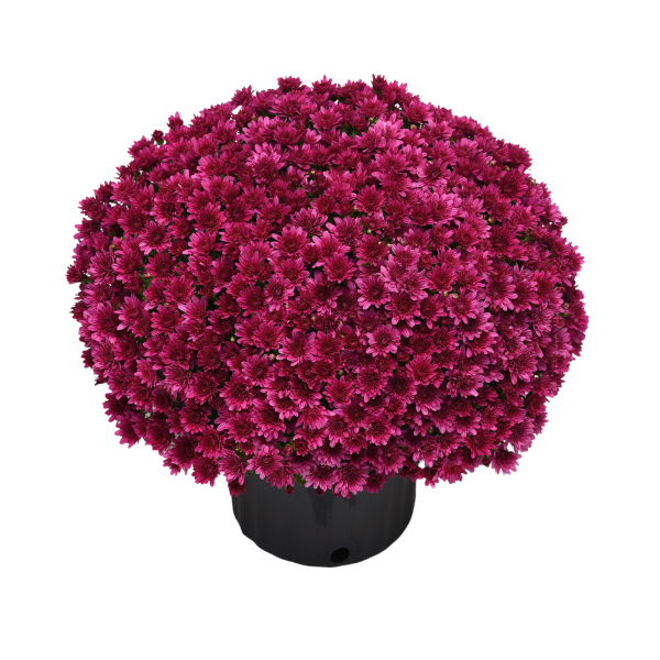 Mum Cherry Purple