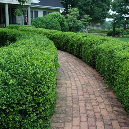 Buxus "Green Beauty"