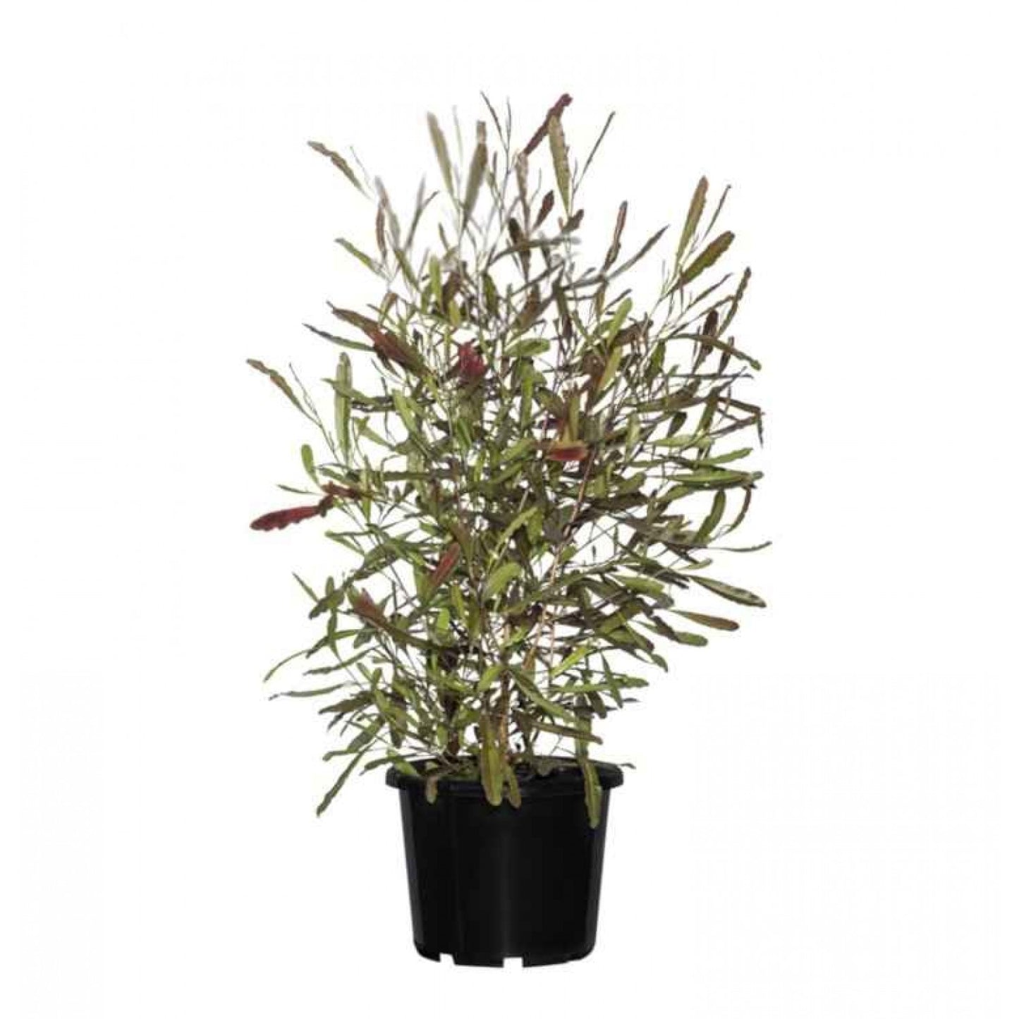 Dodonaea viscosa 'Purpurea' Bush
