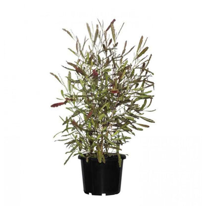 Dodonaea viscosa 'Purpurea' Bush