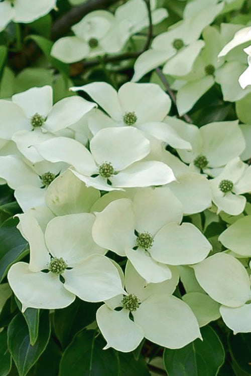 Cornus 'Blue Ray'