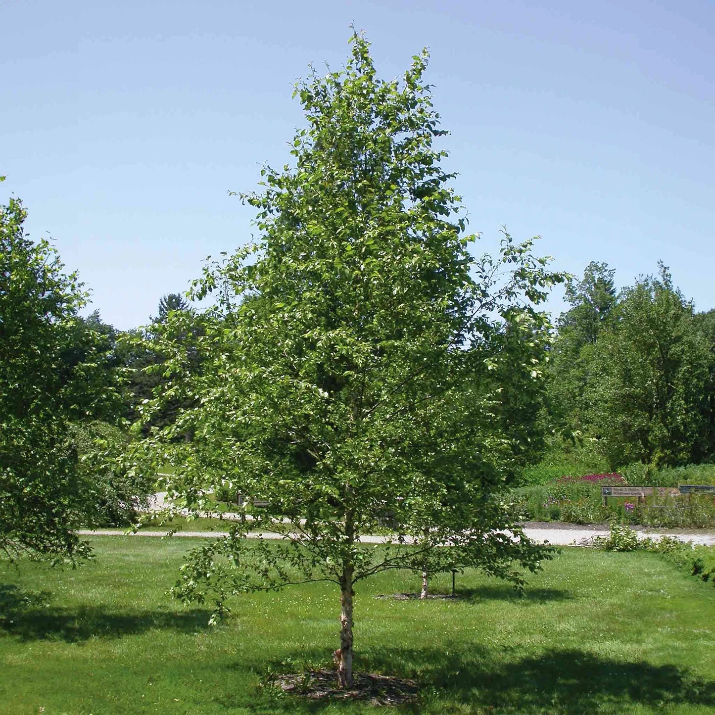 Betula Nigra "Duraheat" Single Trunk