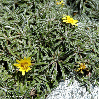 Dymondia margaretae 'Silver Carpet'