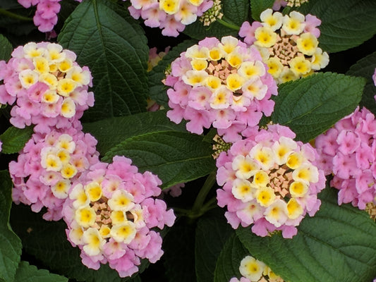 Lantana Little Lucky Lavender